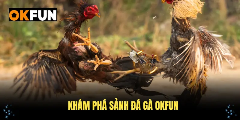 Khám phá sảnh đá gà OKFUN cùng nhiều điểm mạnh đặc biệt